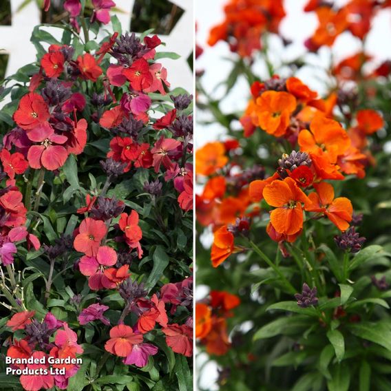 Erysimum 'Colour Vibe' Fire Duo