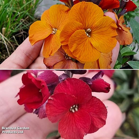 Erysimum 'Colour Vibe' Fire Duo