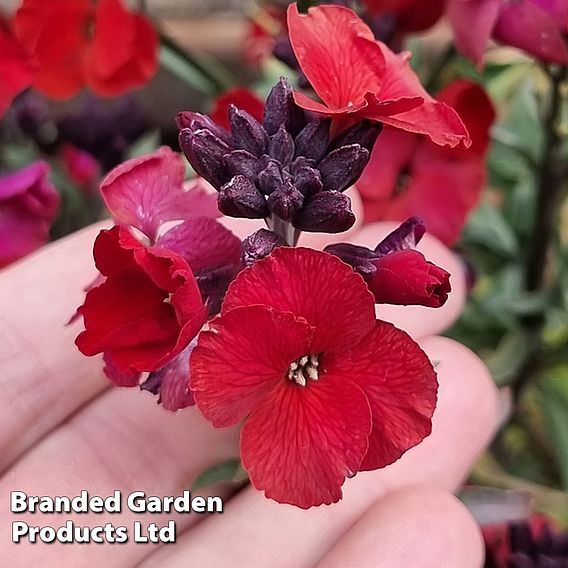 Erysimum 'Colour Vibe Red'