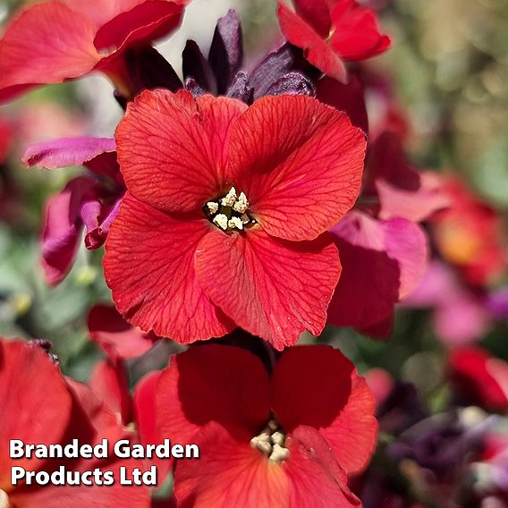 Erysimum 'Colour Vibe Red'