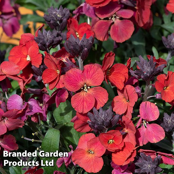 Erysimum 'Colour Vibe Red'