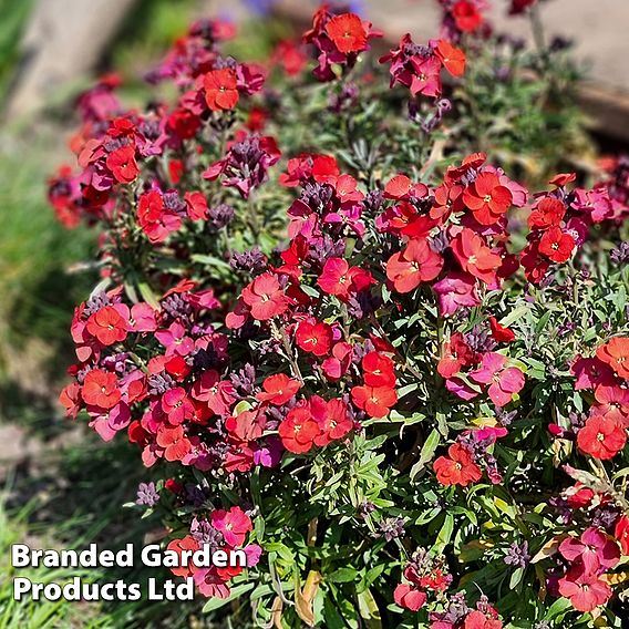 Erysimum 'Colour Vibe Red'