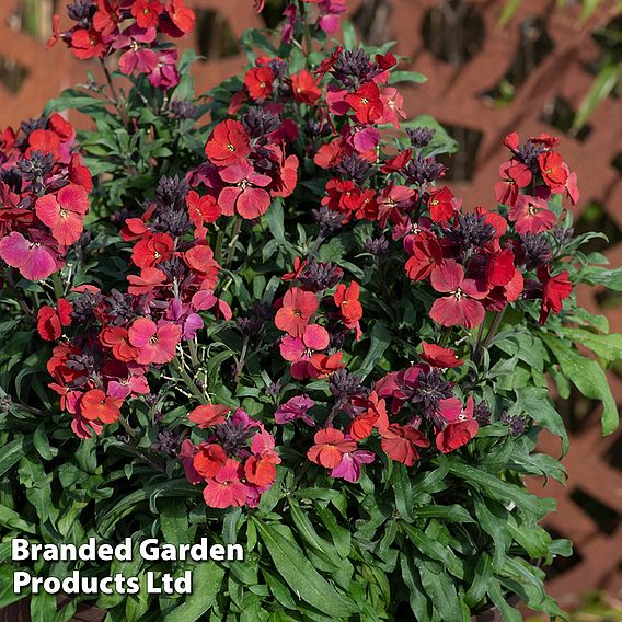 Erysimum 'Colour Vibe Red'