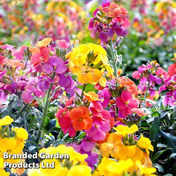 Wallflower 'Harlequin Mixed'