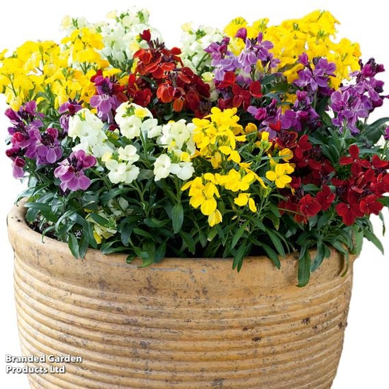 Wallflower 'Sugar Rush' Mix