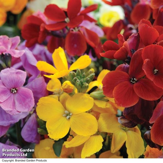Wallflower 'Sugar Rush' Mix