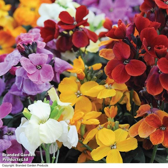 Wallflower 'Sugar Rush' Mix