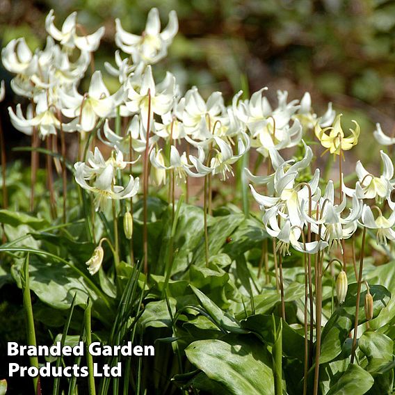 Erythronium californicum 'White Beauty'