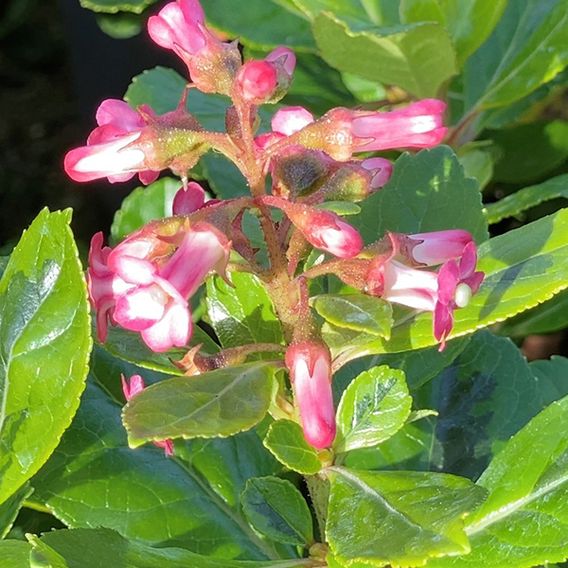 Escallonia laevis 'Gold Ellen'
