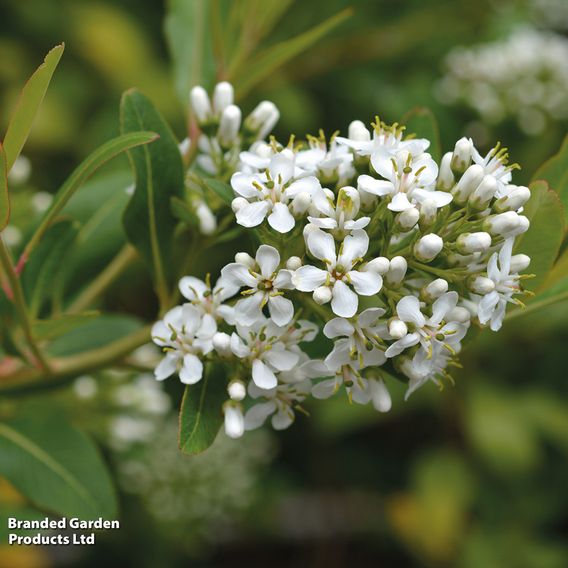 Escallonia 'Iveyi'