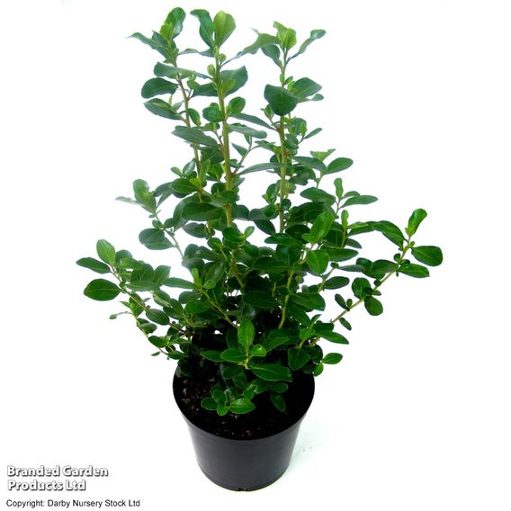 Escallonia 'Iveyi'