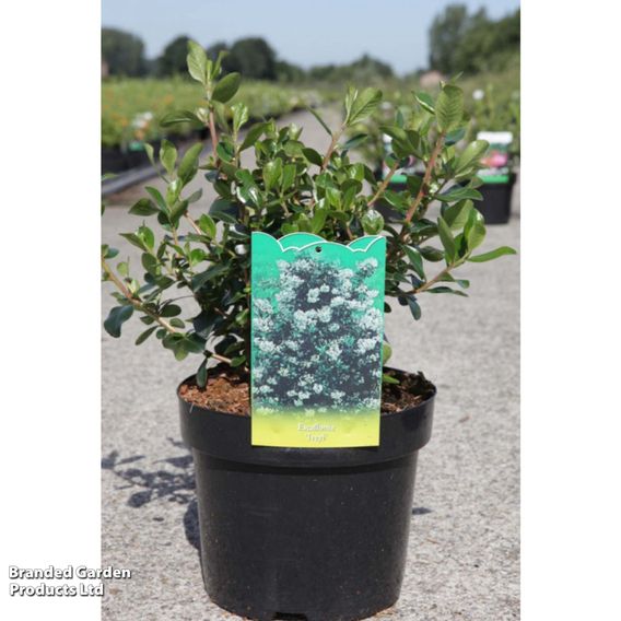 Escallonia 'Iveyi'