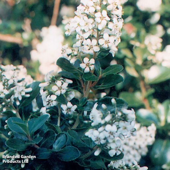 Escallonia 'Iveyi'