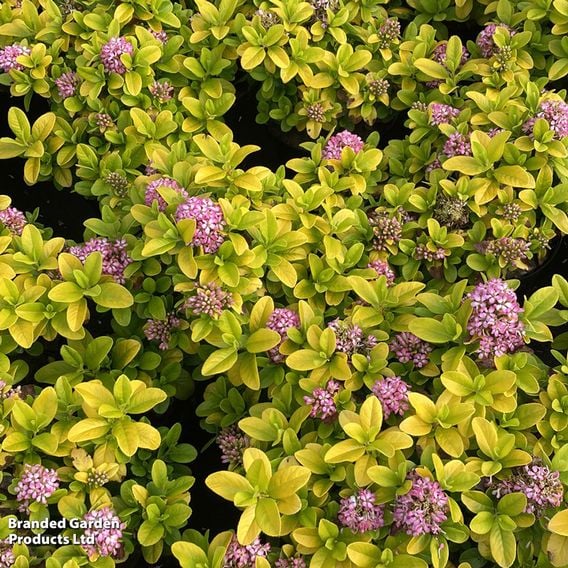 Escallonia laevis 'Pink Lemon'