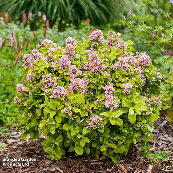 Escallonia laevis 'Pink Lemon'