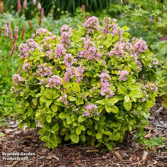 Escallonia laevis 'Pink Lemon'