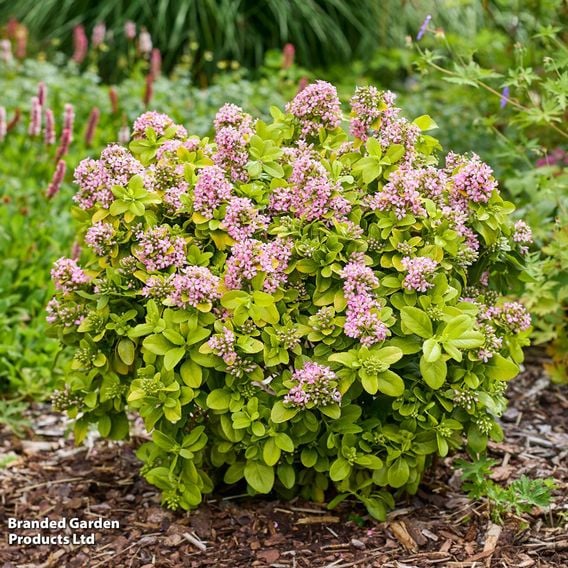 Escallonia laevis 'Pink Lemon'