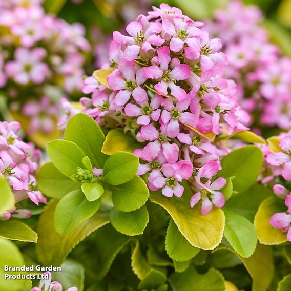 Escallonia laevis 'Pink Lemon'
