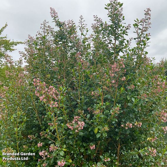 Escallonia rubra 'Pink Spire'