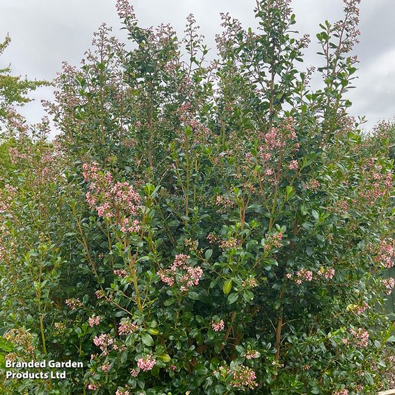 Escallonia rubra 'Pink Spire'