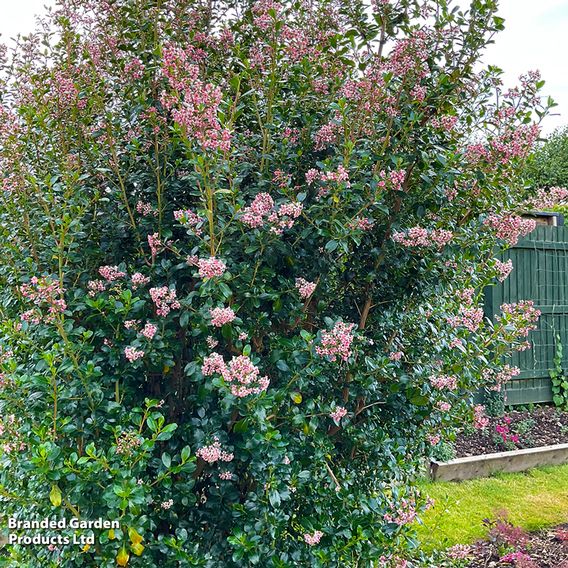 Escallonia rubra 'Pink Spire'