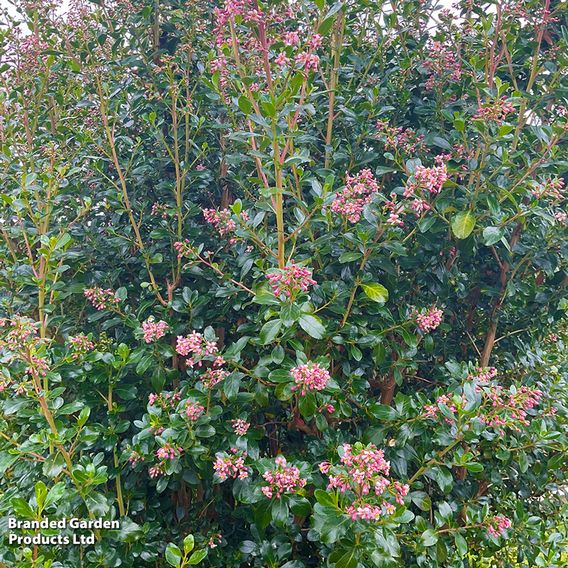 Escallonia rubra 'Pink Spire'