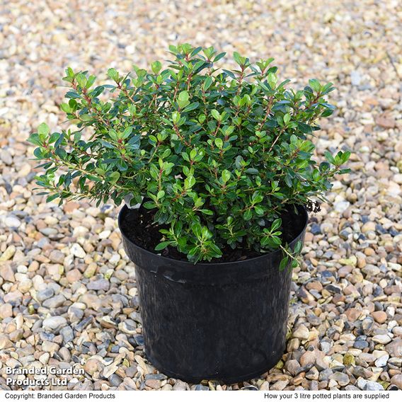 Escallonia 'Red Dream'
