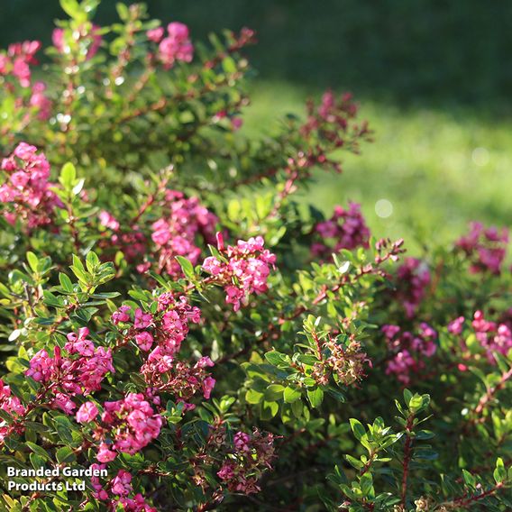 Escallonia 'Red Dream'