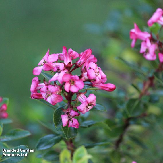 Escallonia 'Red Dream'
