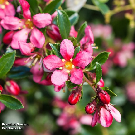 Escallonia 'Red Dream'