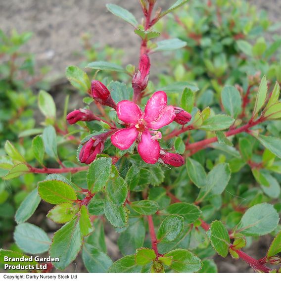 Escallonia 'Red Dream'