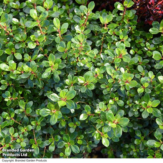 Escallonia 'Red Dream'