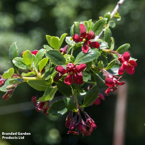 Escallonia 'Red Elf'