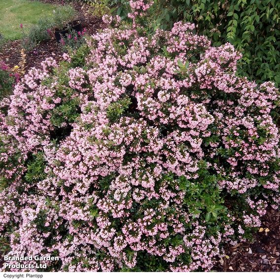 Escallonia 'Showstopper'