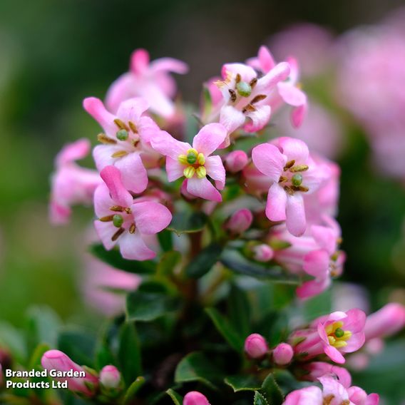 Escallonia 'Showstopper'