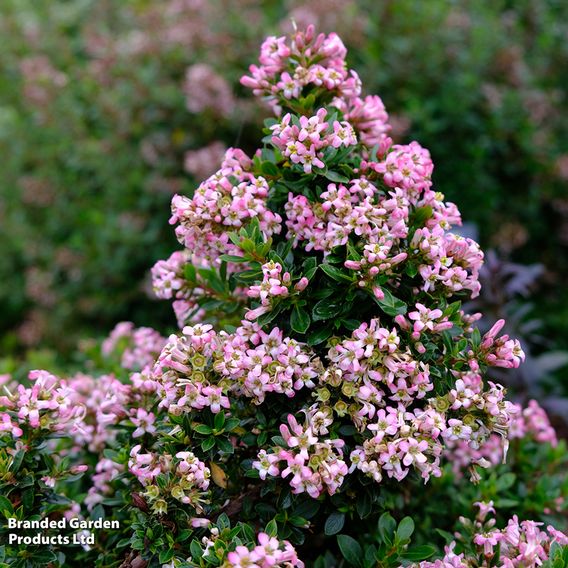 Escallonia 'Showstopper'