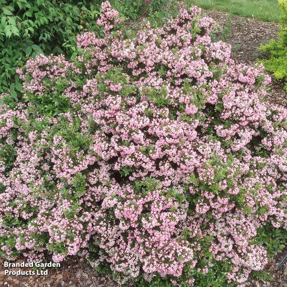Escallonia 'Showstopper'