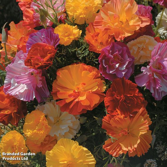 Poppy Californian 'XL Jelly Beans' - Seeds