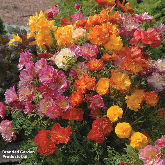 Poppy Californian 'XL Jelly Beans' - Seeds