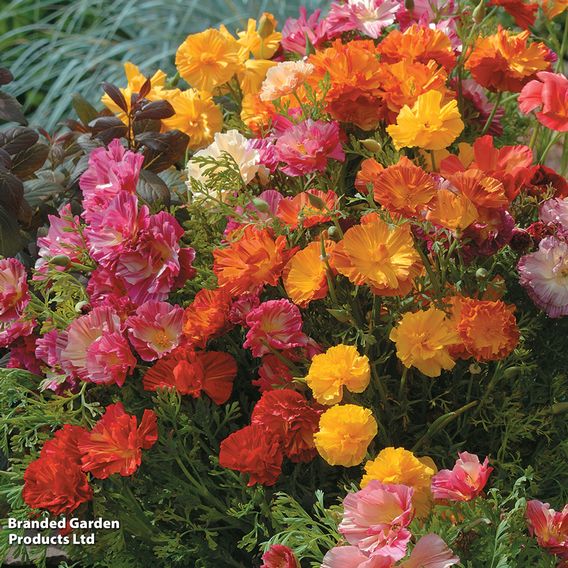 Poppy Californian 'XL Jelly Beans' - Seeds
