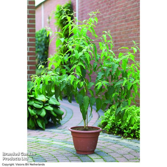 Eucalyptus citriodora