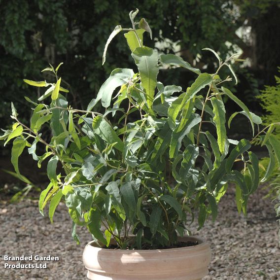 Eucalyptus citriodora