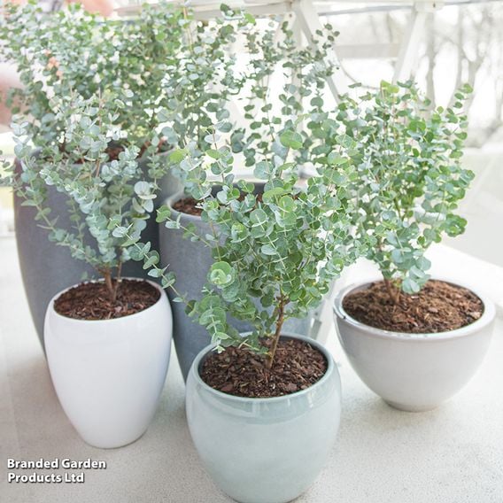 Eucalyptus gunnii 'Azura'