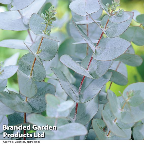 Eucalyptus pulverulenta 'Baby Blue'