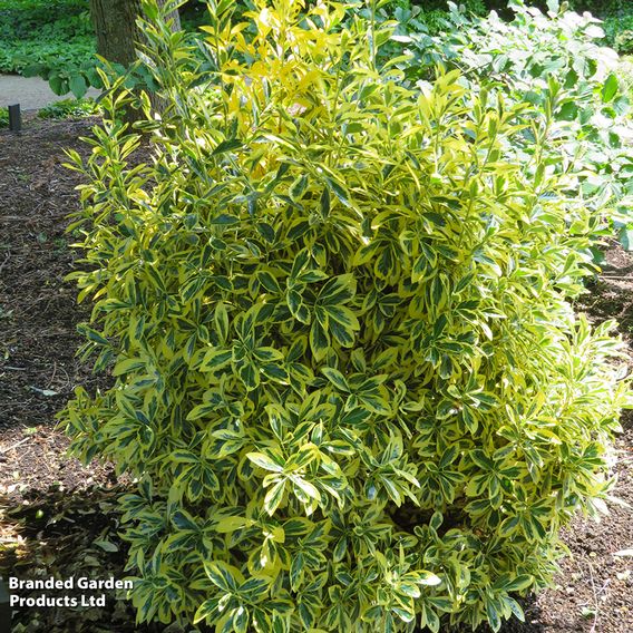 Euonymus japonicus 'Albomarginatus'