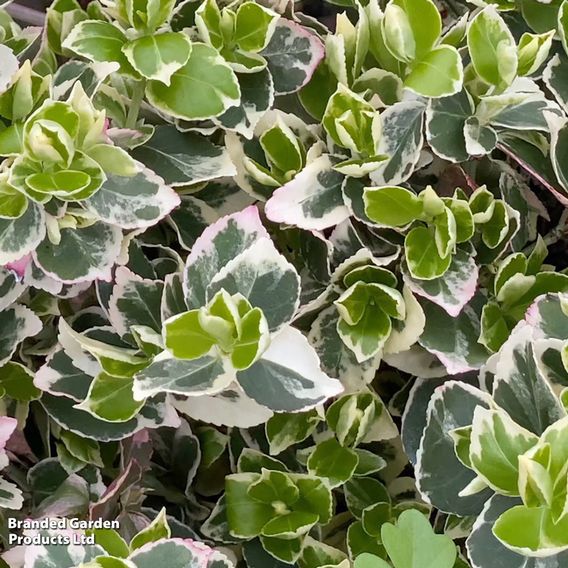 Euonymus fortunei 'Emerald Gaiety'