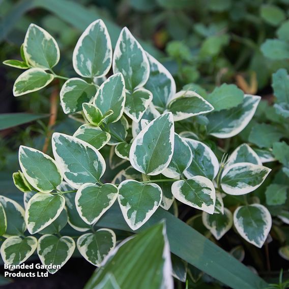 Euonymus fortunei 'Emerald Gaiety'
