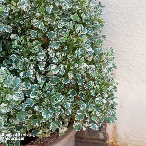 Euonymus fortunei 'Emerald Gaiety'