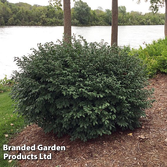 Euonymus alatus 'Little Moses'