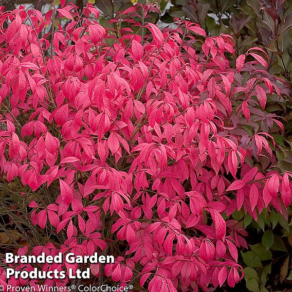 Euonymus alatus 'Unforgettable Fire'